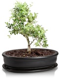 Γλάστρα Bonsai με Πιάτο 40cm